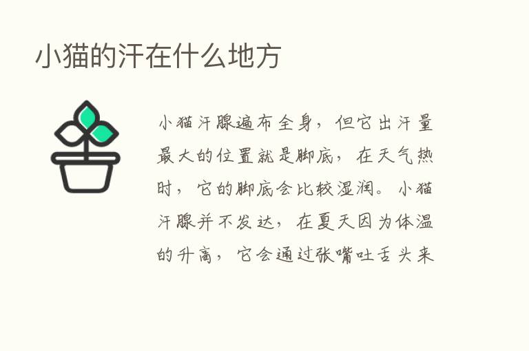 小猫的汗在什么地方