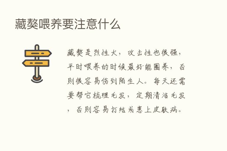 藏獒喂养要注意什么