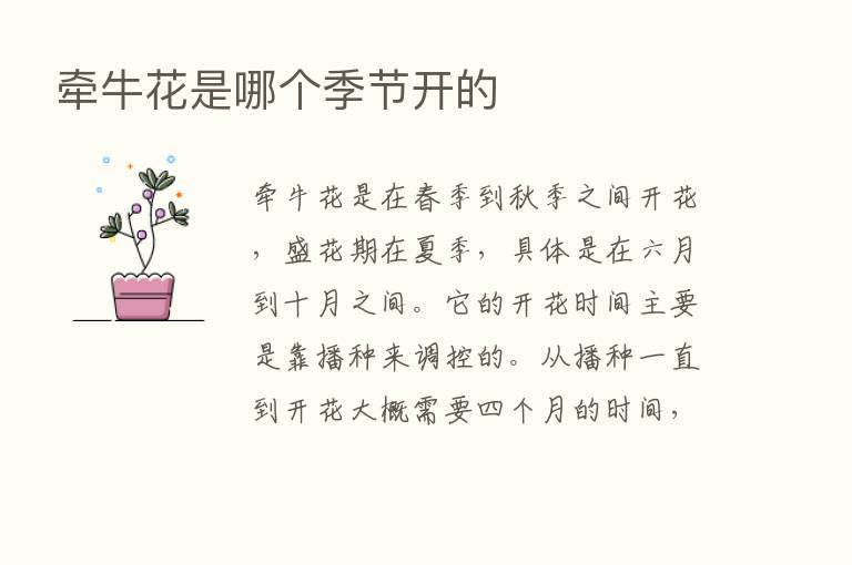 牵牛花是哪个季节开的