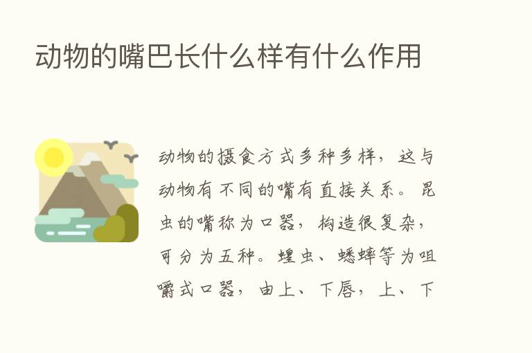 动物的嘴巴长什么样有什么作用