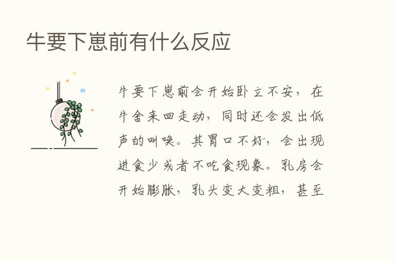 牛要下崽前有什么反应