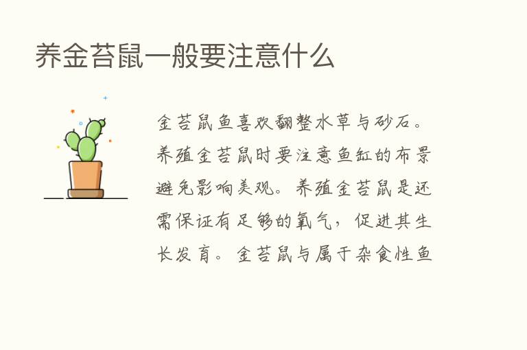 养金苔鼠一般要注意什么