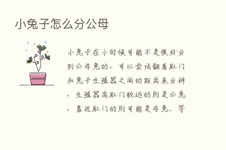 小兔子怎么分公母