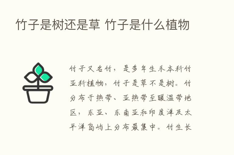 竹子是树还是草 竹子是什么植物