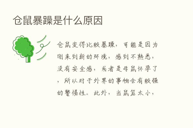 仓鼠暴躁是什么原因