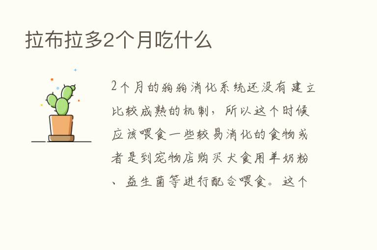 拉布拉多2个月吃什么