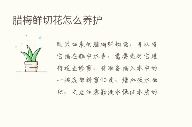 腊梅鲜切花怎么养护