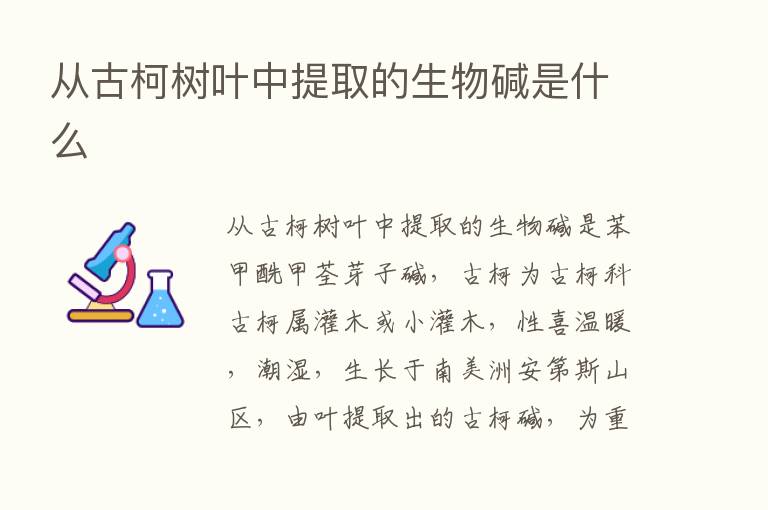 从古柯树叶中提取的生物碱是什么