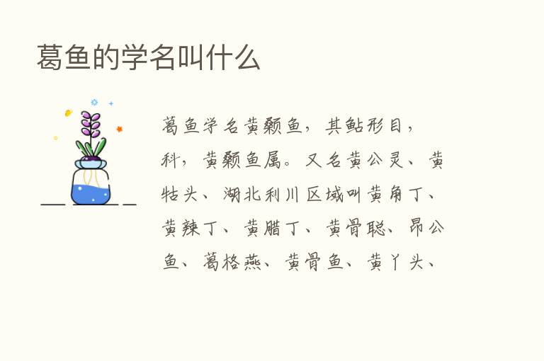 葛鱼的学名叫什么