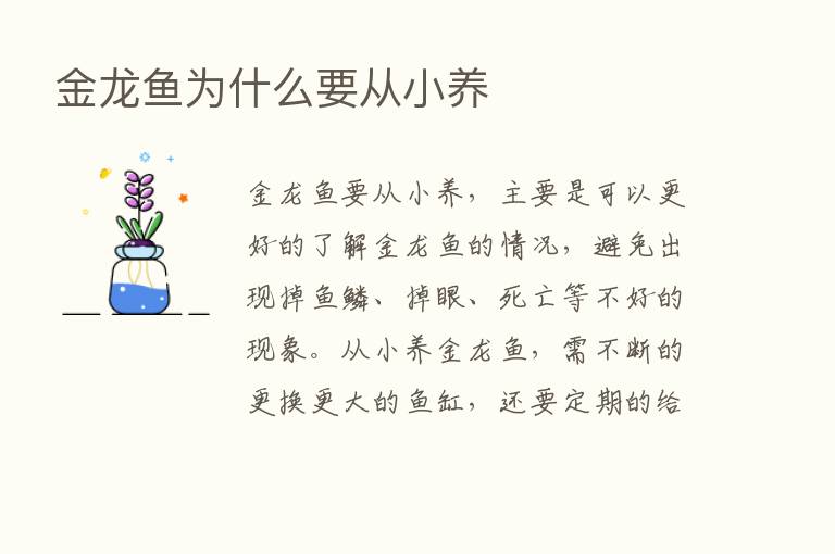 金龙鱼为什么要从小养