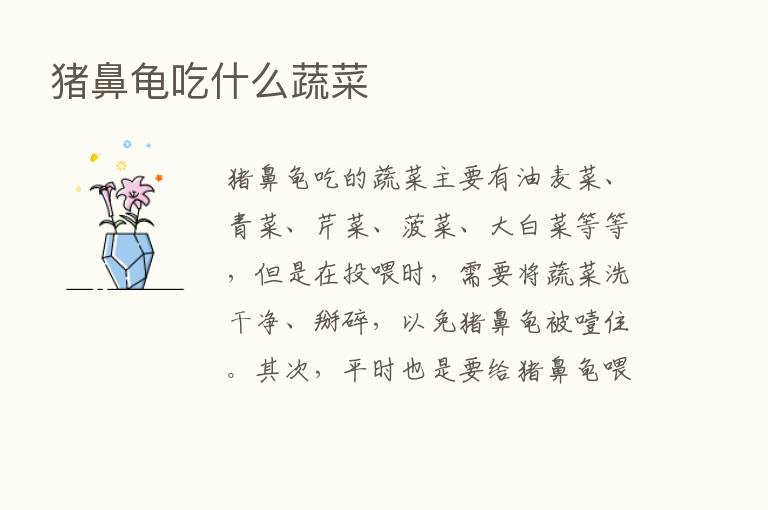 猪鼻龟吃什么蔬菜