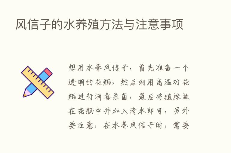 风信子的水养殖方法与注意事项