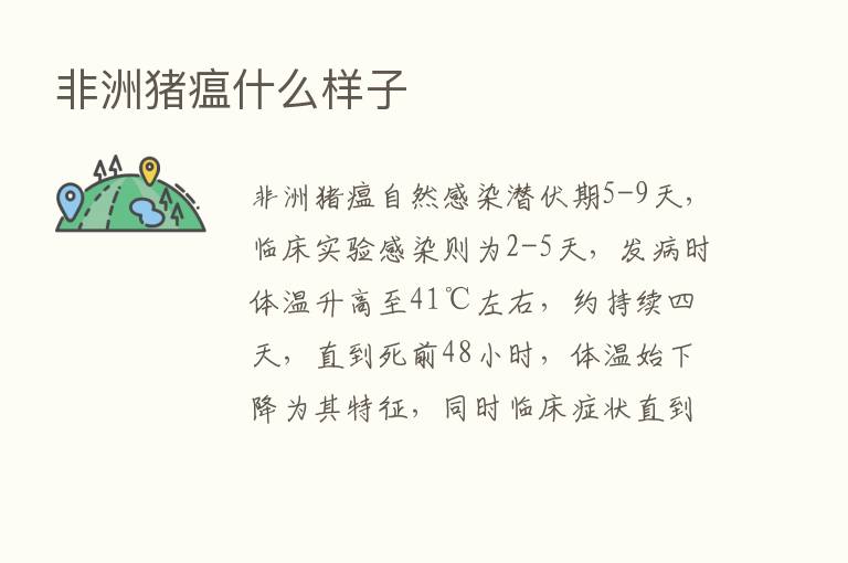 非洲猪瘟什么样子