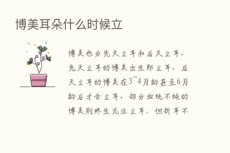 博美耳朵什么时候立