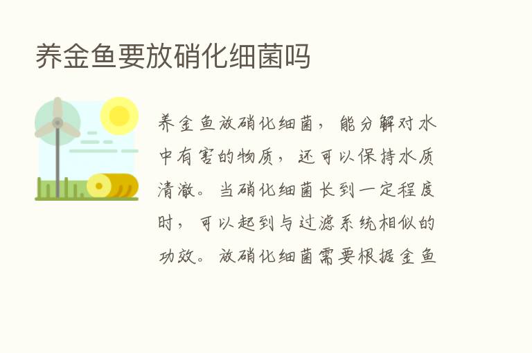 养金鱼要放硝化细菌吗