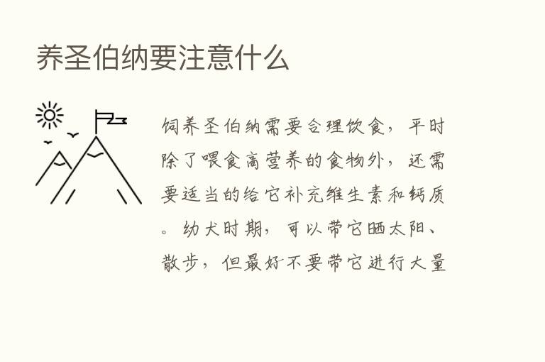 养圣伯纳要注意什么