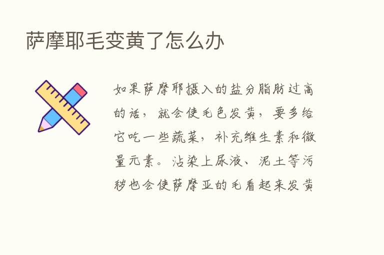 萨摩耶毛变黄了怎么办