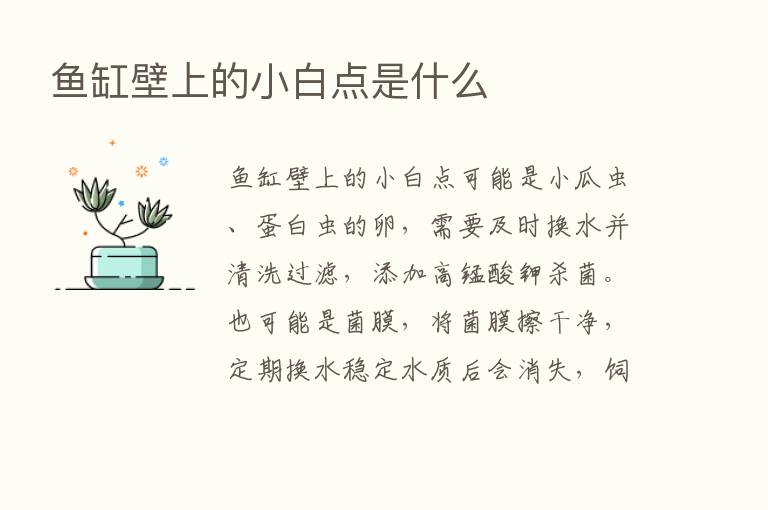 鱼缸壁上的小白点是什么