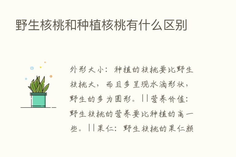 野生核桃和种植核桃有什么区别