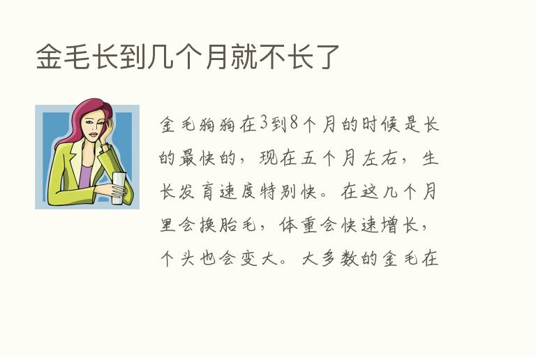 金毛长到几个月就不长了