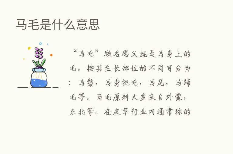 马毛是什么意思