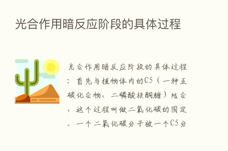 光合作用暗反应阶段的具体过程