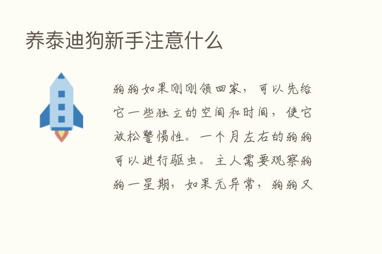 养泰迪狗新手注意什么