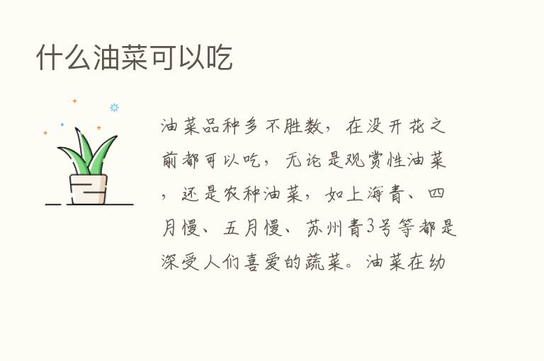 什么油菜可以吃