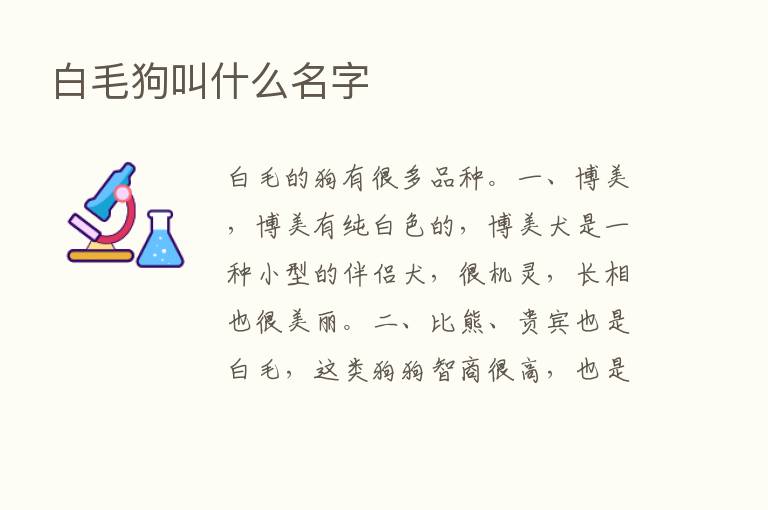 白毛狗叫什么名字