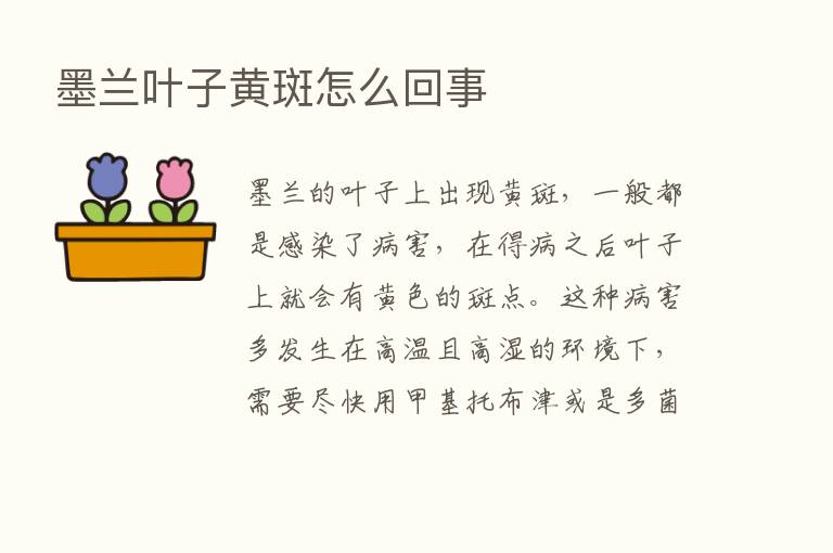 墨兰叶子黄斑怎么回事