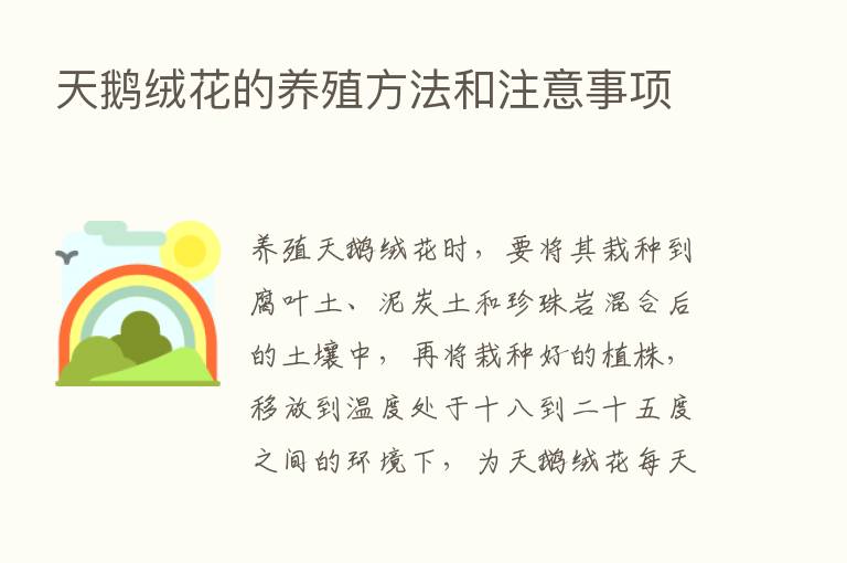 天鹅绒花的养殖方法和注意事项