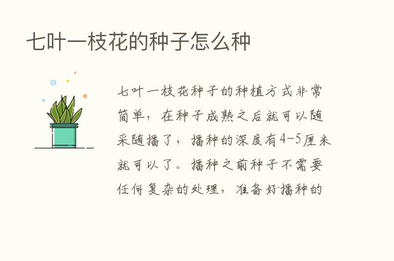 七叶一枝花的种子怎么种